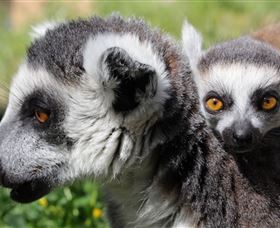 Savannah Visitor Plaza, Taronga Western Plains Zoo Dubbo - Hotel WA 1