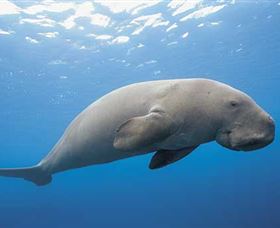 Dugong Sanctuary - Clairview - Hotel WA 1