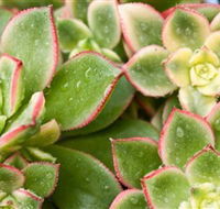 Billabong Garden Complex  Cafe - Hotel WA