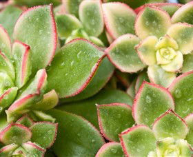 Billabong Garden Complex & Cafe - Hotel WA 0