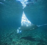 Manta Ray Bay Dive Site - Hotel WA