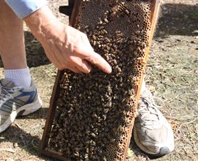 Bees On Keswick Island - Hotel WA 1