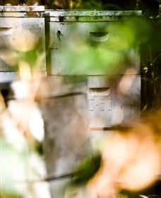 Bees On Keswick Island - Hotel WA 0