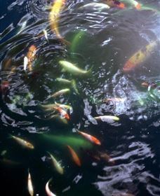 Wellington Osawano Japanese Gardens - Hotel WA 4