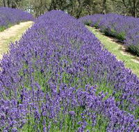 Yuulong Lavender Estate - Hotel WA