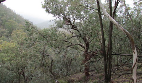 Mount Murga Walking Track - Hotel WA 0