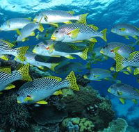 Challenger Bay Dive Site - Hotel WA