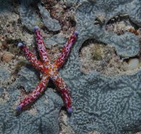 Clam Gardens Dive Site - Hotel WA