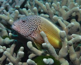 Clam Gardens Dive Site - Hotel WA 3