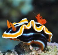 Monolith Dive Site - Hotel WA