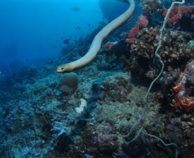 Two Towers Dive Site - Hotel WA 1