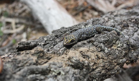 Wagun Picnic Area - Hotel WA 1