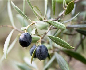 Wollundry Grove Olives - Hotel WA 2