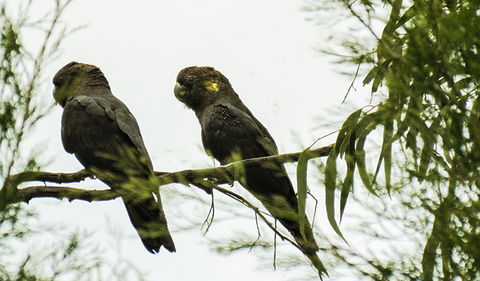 Conimbla National Park - Hotel WA 0