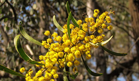 Conimbla National Park - Hotel WA 2