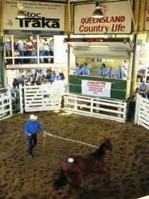 Gracemere Exhibition Complex - Hotel WA 0