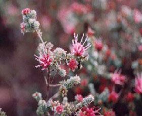 Burrendong Botanic Garden And Arboretum - Hotel WA 1