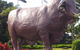 Rockhampton Bull Statues - thumb 0
