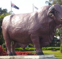 Rockhampton Bull Statues - Hotel WA