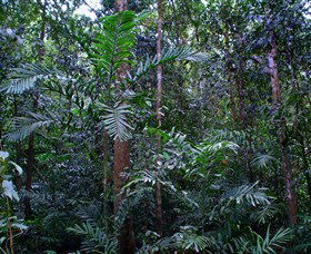 Kutini-Payamu (Iron Range) National Park (CYPAL) - Hotel WA 2