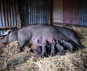 Springview Eco-Farm - Hotel WA 7