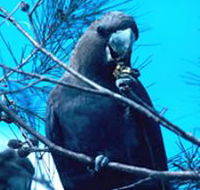 Mount Archer National Park - Hotel WA