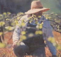 Canobolas Smith Winery - Hotel WA