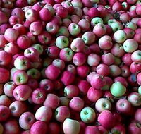 Hillside Orchard