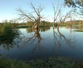 Wonga Wetlands - Hotel WA 4