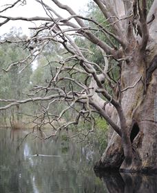 Wonga Wetlands - Hotel WA 3