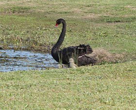 Wonga Wetlands - Hotel WA 6