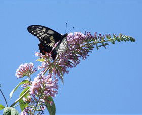Albury Botanic Gardens - Hotel WA 5