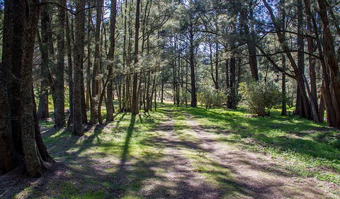 Wombeyan Waterfall Walking Track - Hotel WA 0