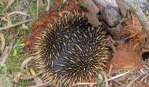 Wombeyan Waterfall Walking Track - Hotel WA 2