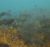 Bunurong Marine and Coastal Park - Hotel WA