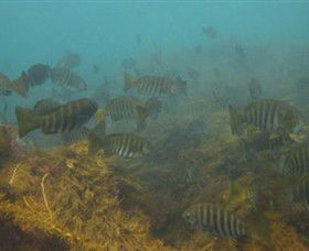 Bunurong Marine And Coastal Park - Hotel WA 0