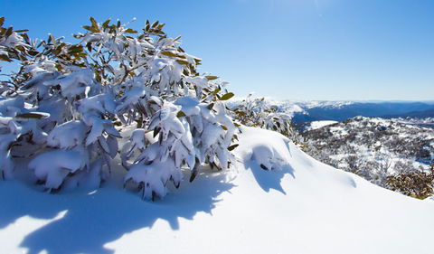 Perisher - Hotel WA 3