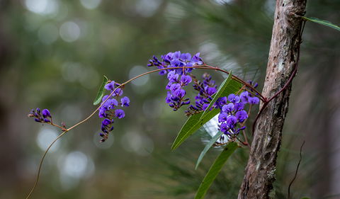 Mann River Nature Reserve - Hotel WA 0