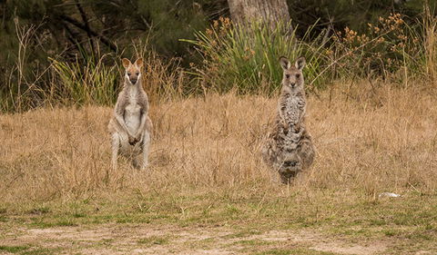 Mann River Nature Reserve - Hotel WA 1