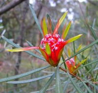 Glenbrook Native Plant Reserve and Nursery - Hotel WA