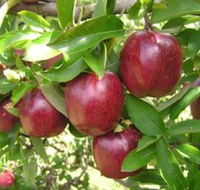 Top 40 Orchard - Hotel WA