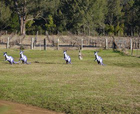 Wollombi Wines - Hotel WA 5