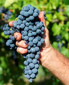 Stonehurst Cedar Creek Vineyard - Hotel WA 5