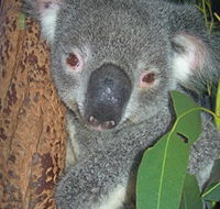Hunter Valley Zoo - Hotel WA
