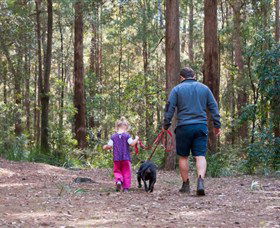 Olney State Forest - Watagan Mountains - Hotel WA 0