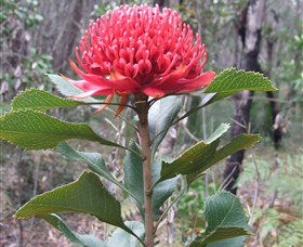 Olney State Forest - Watagan Mountains - Hotel WA 1