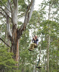TreeTop Adventure Park Central Coast - Hotel WA 2