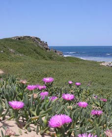 Penguin Island Boardwalks And Walk Trail - Hotel WA 3