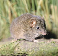 Munmorah State Conservation Area - Hotel WA