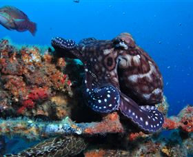 HMAS Brisbane Dive Site - Hotel WA 2